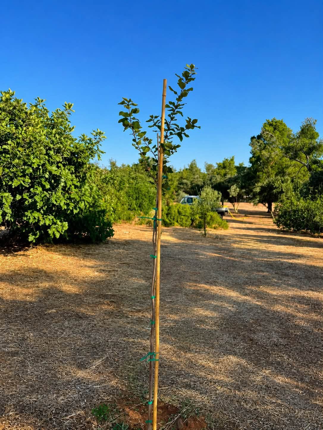 Νέα δέντρα στο Άλσος Εθνικής Τραπέζης από τον Δήμο Φιλοθέης – Ψυχικού