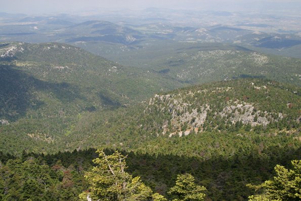 Ηλεκτροφόρα περίφραξη σε κτηνοτροφική εκμετάλλευση στην Πάρνηθα για προστασία από λύκους.