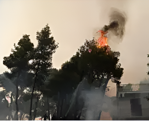 εικόνα καμένης δασικής περιοχής μετά το πέρασμα μεγάλης πυρκαγιάς, που αποτυπώνει το μέγεθος της καταστροφής