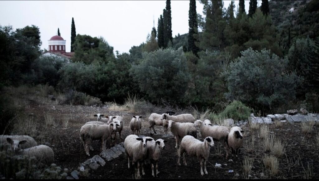 Αφροδίτη Λατινοπούλου για την ευλογιά των αιγοπροβάτων