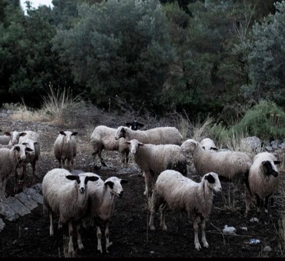Αφροδίτη Λατινοπούλου για την ευλογιά των αιγοπροβάτων
