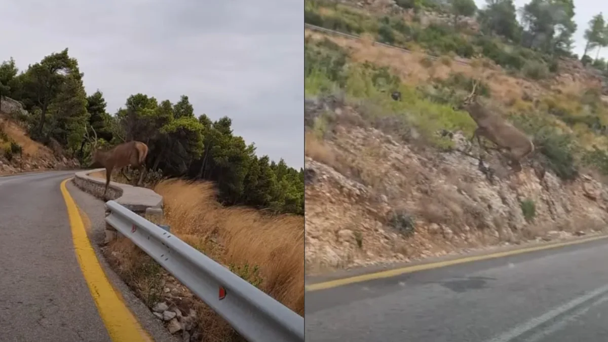 Αρσενικό ελάφι διασχίζει δρόμο στην Πάρνηθα