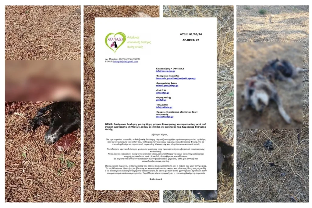Λύκος στη Φυλή – καταγγελίες για επιθέσεις σε σκύλους