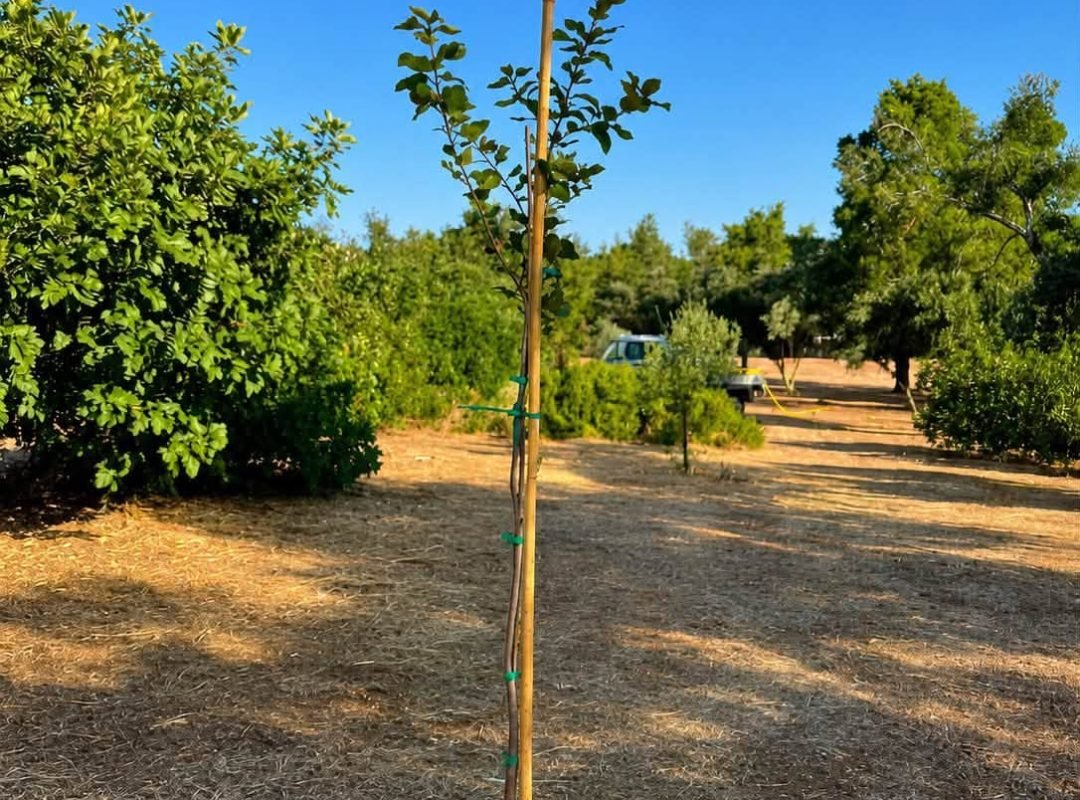 Νέα δέντρα στο Άλσος Εθνικής Τραπέζης από τον Δήμο Φιλοθέης – Ψυχικού