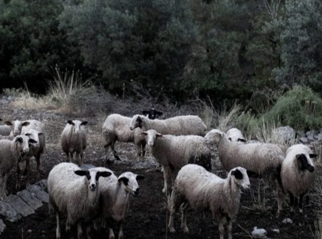 Αφροδίτη Λατινοπούλου για την ευλογιά των αιγοπροβάτων