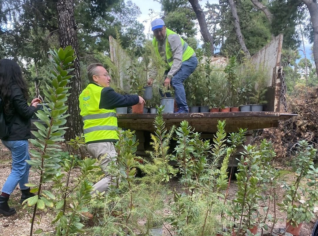 dimos-athinon-dendrofitefsi