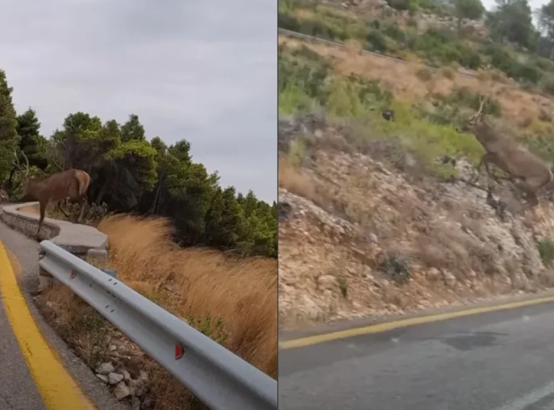 Αρσενικό ελάφι διασχίζει δρόμο στην Πάρνηθα