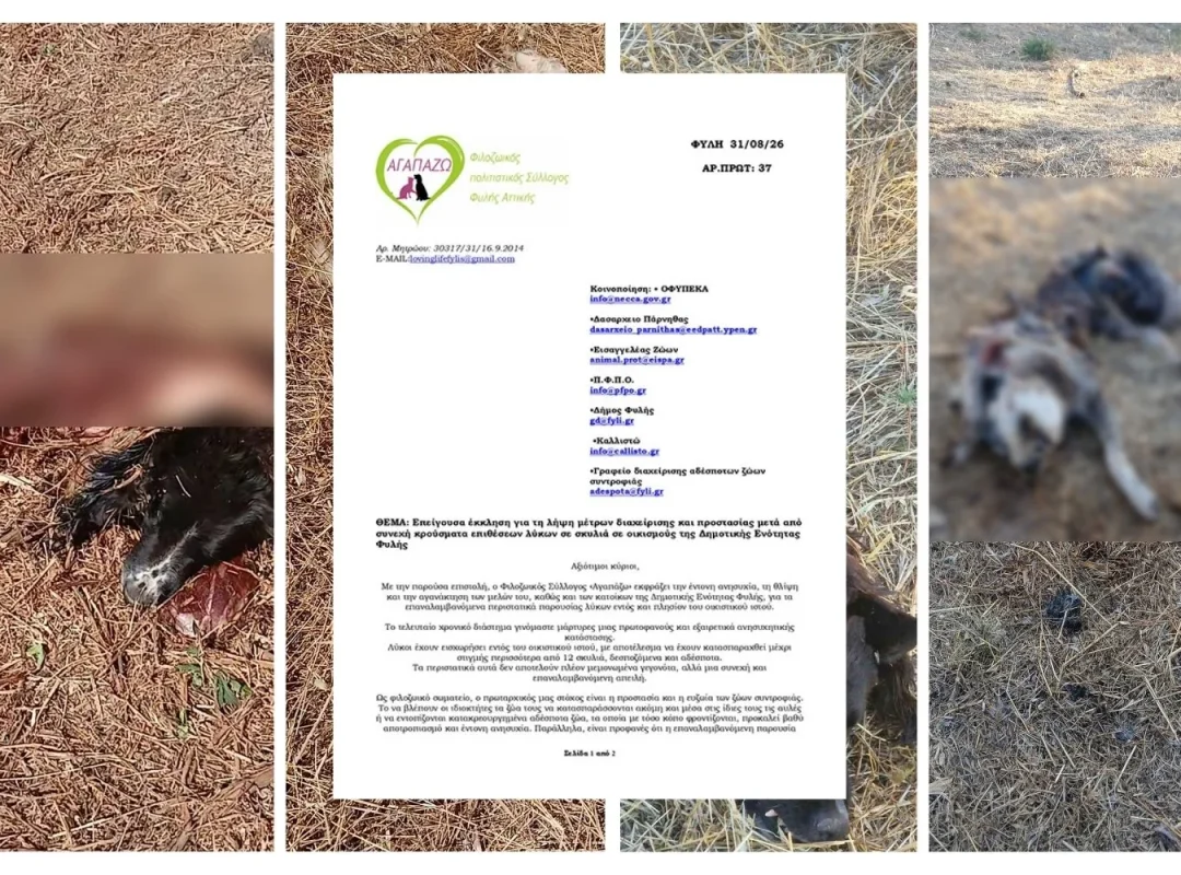Λύκος στη Φυλή – καταγγελίες για επιθέσεις σε σκύλους